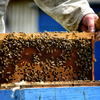 За несколько лет число пчелиных семей увеличилось в разы — newsvl.ru