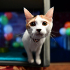 Считается, что трехцветные кошки приносят счастье своим хозяевам — newsvl.ru