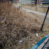 В микрорайоне Снеговая Падь также прошел субботник. Территория до уборки мусора — newsvl.ru