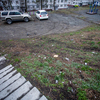 Судя по расположению мусора до и после субботника, никто и не думал убирать эту лужайку — newsvl.ru