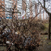 После уборки мусора на Сахалинской, 34 стало немного чище — newsvl.ru