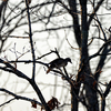 Мандаринки любят отдыхать на деревьях — newsvl.ru