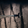 Утки спокойно плавают по воде — newsvl.ru