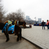 Несмотря на запрет, катание на лошадях на Спортивной набережной - обычное явление — newsvl.ru