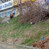 Мелкий мусор встречается на косогоре вдоль Ивановской — newsvl.ru