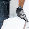 В непогоду птичкам не хватает тепла — newsvl.ru