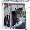Матерые коты знают о жизни на улице все — newsvl.ru
