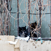 Обитатели дворов, котики Миллионки, прячутся от снега — newsvl.ru
