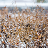 Повседневная городская серость спряталась под белым снежным покрывалом — newsvl.ru