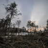 Лесорубы вырубили под корень на данном участке 161 дерево — newsvl.ru