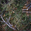 Лесорубы не имели никакого разрешения на вырубку деревьев в этом районе — newsvl.ru