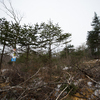 Лесорубы не имели никакого разрешения на вырубку деревьев в этом районе — newsvl.ru