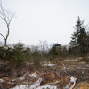 Черные лесорубы превратили живописный лесок в невзрачный пустырь — newsvl.ru