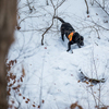 Для собак-спасателей все люди - друзья — newsvl.ru