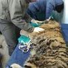 В Приморье нашли раненого тигренка — newsvl.ru