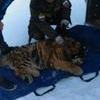 В Приморье нашли раненого тигренка — newsvl.ru
