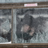 Общественный транспорт пользуется популярностью в такую погоду — newsvl.ru