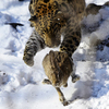 В феврале в Приморском сафари-парке открылся большой парк леопардов. Его хозяином стал привезенный из Чехии пятнистый хищник Leo M31  — newsvl.ru