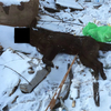 В поселке Трудовое неизвестные убили собак и выбросили их на помойку — newsvl.ru