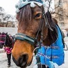 И в жару, и в непогоду можно прокатиться на пони в центре Владивостока — newsvl.ru