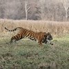 Тигр покидает клетку и убегает в лес — newsvl.ru