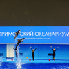 Дельфины-белобочки в день открытия Приморского океанариума  — newsvl.ru