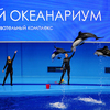 Дельфины-белобочки в день открытия Приморского океанариума  — newsvl.ru
