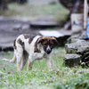 Бездомные собаки пытаются найти укрытие от непогоды — newsvl.ru