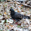 Уличные птицы успели промокнуть под дождем и замерзнуть — newsvl.ru