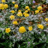 Под снегом еще можно найти зелень и даже цветы — newsvl.ru