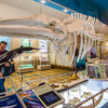 Скелет кита-полосатика, выброшенного на приморское побережье  — newsvl.ru