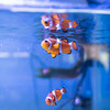 Тропические рыбки плавают среди искусственно выращенных кораллов  — newsvl.ru
