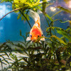 Золотая рыбка в аквариуме экспериментального зала  — newsvl.ru