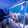 В этом аквариуме Андрей Имбс выращивает тропические кораллы  — newsvl.ru
