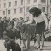 Тигр Тайфун гулял по улицам Владивостока в 1968 году  — newsvl.ru