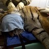 Тигра осматривали ветеринары и специалисты охотнадзора — newsvl.ru