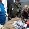 Тигра осматривали ветеринары и специалисты охотнадзора — newsvl.ru