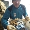 Сотрудник амурского филиала WWF Павел Фоменко осматривал тигра вместе с ветеринарами — newsvl.ru