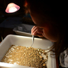 Из грунта, который был найден внутри жилища, сейчас выбирают микроотщепы — маленькие осколки сланца, обсидиана — newsvl.ru