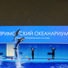 Белобочки, словно олимпийская сборная по синхронному плаванию, выпрыгивают из воды одновременно — newsvl.ru