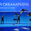Дельфины-белобочки и их тренеры — newsvl.ru