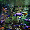 В аквариумах плавают многочисленные тропические рыбы — newsvl.ru