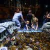 Детям разрешается потрогать воду. Экспозиция с подводным миром Японского моря — newsvl.ru