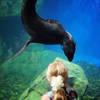 Морские котики любопытны и по-своему общаются с людьми — newsvl.ru