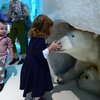 В экспозиции, посвященной северным морям, представлен и белый медведь. К счастью, ненастоящий, так что за нос трогать разрешается — newsvl.ru