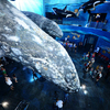 Горбатый кит взирает сверху на людей — newsvl.ru