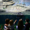 Детишки с особым интересом разглядывали морских обитателей в огромных аквариумах — newsvl.ru