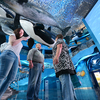 Под потолком холла - сцена охоты стаи касаток на детеныша серого кита  — newsvl.ru