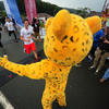 На финише участников забега встречали символы события - тигр и леопард — newsvl.ru