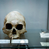 Предметы разных эпох, найденные черепа и кости можно увидеть в музее ДВФУ — newsvl.ru